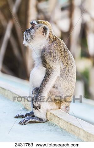 Stock Image - Crab-eating macaque or long-tailed macaque (Macaca fascicularis), Siuhan, Lake Toba, North Sumatra, Indonesia. Fotosearch