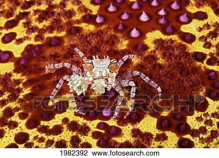 Crab on bright yellow and red background View Large Photo Image Stock Image - Crab on bright yellow and red background. Fotosearch