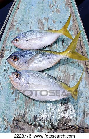 Crazy Looking Fish In Philippines Photo: Jill Mead/Axiom View Large Photo Image Stock Photograph - Crazy Looking Fish In Philippines Photo: Jill Mead/Axiom. Fotosearch