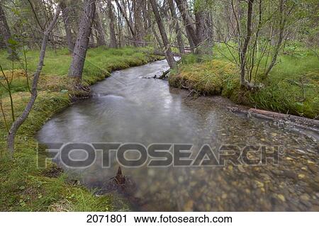 Stock Image - Creek Running Through Forest, Jasper National Park, Alberta. Fotosearch