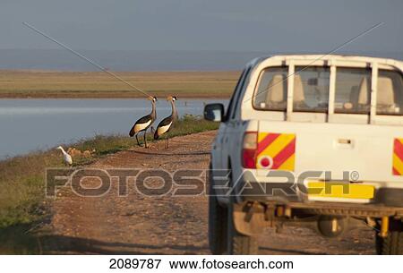Stock Photo - Crested Crane And Truck At Amboseli National Park, Kenya. Fotosearch