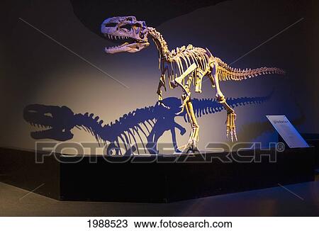 Crested Predator (Monolophosaurus Dongi), Royal Tyrell Museum, Drumheller, Alberta, Canada View Large Photo Image Stock Image - Crested Predator (Monolophosaurus Dongi), Royal Tyrell Museum, Drumheller, Alberta, Canada. Fotosearch