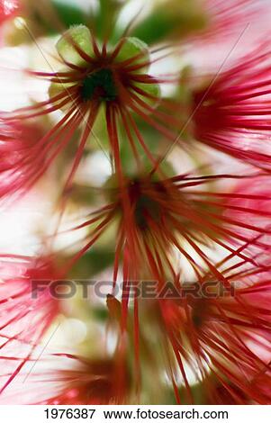 Stock Photo - Crimson Bottlebrush (Callistemon Citrinus), Abstract Of Flower Detail.. Fotosearch