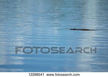 Stock Image - Crocodile gently swimming across the Shire River, Liwonde National Park; Malawi. Fotosearch