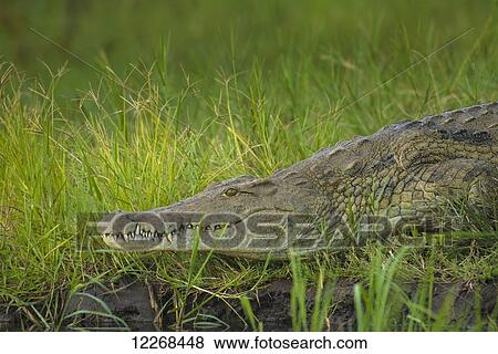 Crocodile on the banks of the Shire River, Liwonde National Park; Malawi View Large Photo Image Stock Photo - Crocodile on the banks of the Shire River, Liwonde National Park; Malawi. Fotosearch