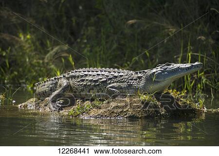 Stock Image - Crocodile sunning itself on mud bank in the Shire River, Liwonde National Park; Malawi. Fotosearch