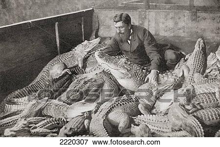 Crocodiles With Their Trainer In The Late 19Th Century. From The Living Animals Of The World, Published C. 1900. View Large Photo Image Stock Photo - Crocodiles With Their Trainer In The Late 19Th Century. From The Living Animals Of The World, Published C. 1900.. Fotosearch