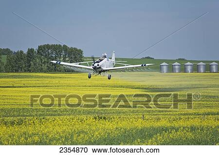 Stock Image - Crop Dusting Plane Over Flowering Canola Field With A Background Of Trees And Grain Bins With Blue Sky; Crossfield, Alberta, Canada. Fotosearch