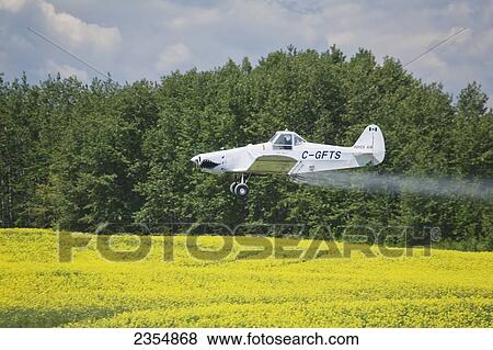 Crop Dusting Plane Over Flowering Canola Field With A Background Of Trees With Blue Sky And Clouds; Crossfield, Alberta, Canada View Large Photo Image Stock Photo - Crop Dusting Plane Over Flowering Canola Field With A Background Of Trees With Blue Sky And Clouds; Crossfield, Alberta, Canada. Fotosearch