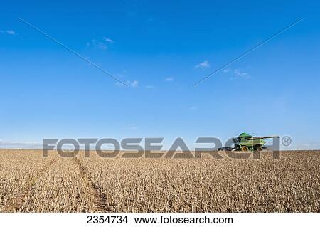 Picture - Crop gathering in Santa Barbara do Sul; Rio Grande do Sul, Brazil. Fotosearch