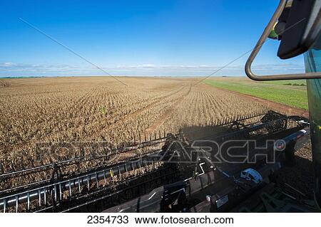 Stock Image - Crop gathering in Santa Barbara do Sul; Rio Grande do Sul, Brazil. Fotosearch