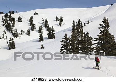 Stock Image - Cross-Country Skier On Trail To Edwards Lake Cabin And Mt. Steele Cabin In Tetrahedron Provincial Park; British Columbia Canada. Fotosearch