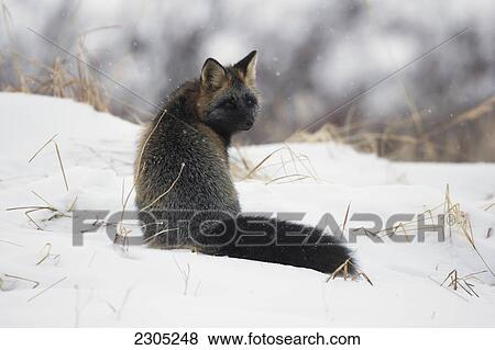 Stock Photo - Cross Fox Sitting In The Snow; Churchill Manitoba Canada. Fotosearch