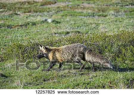 Stock Photography - Cross Fox walking across the tundra in Denali National Park, Interior Alaska, Spring. Fotosearch