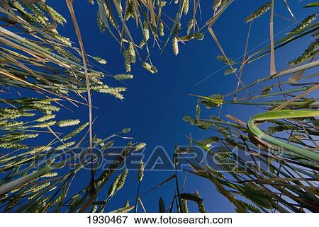 Stock Photo - Crowhurst, Surrey, Uk. Fotosearch