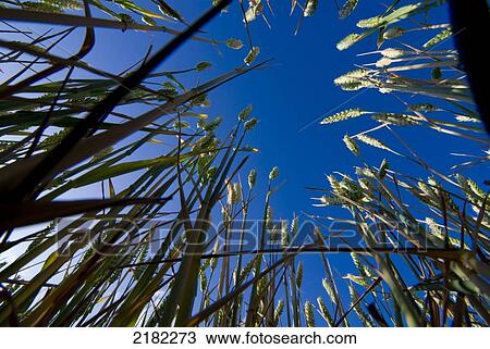 Stock Image - Crowhurst Wheat Field, Surrey, Uk. Fotosearch