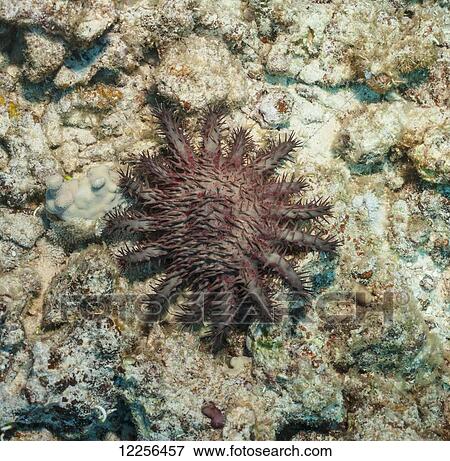 Stock Photo - Crown-of-Thorns Sea star (Acnathaster planci); Kona, Island of Hawaii, Hawaii, United States of America. Fotosearch
