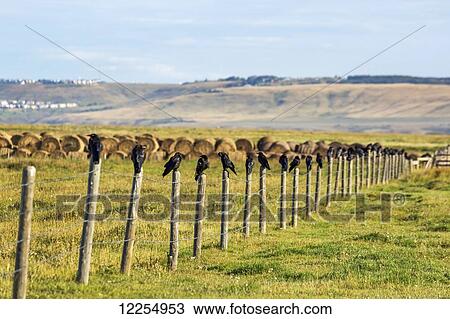 Crows in a row on top of wooden fence posts with hay bales, rolling hills and blue sky in the background; Alberta, Canada View Large Photo Image Stock Image - Crows in a row on top of wooden fence posts with hay bales, rolling hills and blue sky in the background; Alberta, Canada. Fotosearch
