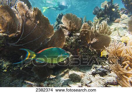 Crystal clear underwater scenes from Laughing Bird Caye National Park; Belize View Large Photo Image Picture - Crystal clear underwater scenes from Laughing Bird Caye National Park; Belize. Fotosearch