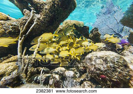 Crystal clear underwater scenes from Laughing Bird Caye National Park; Belize View Large Photo Image Stock Image - Crystal clear underwater scenes from Laughing Bird Caye National Park; Belize. Fotosearch