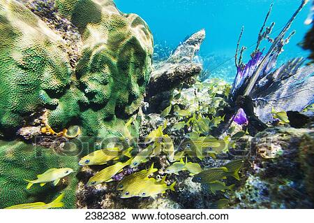 Crystal clear underwater scenes from Laughing Bird Caye National Park; Belize View Large Photo Image Stock Image - Crystal clear underwater scenes from Laughing Bird Caye National Park; Belize. Fotosearch