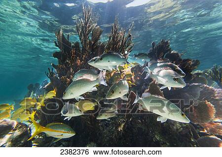 Stock Photograph - Crystal clear underwater scenes from Laughing Bird Caye National Park; Belize. Fotosearch