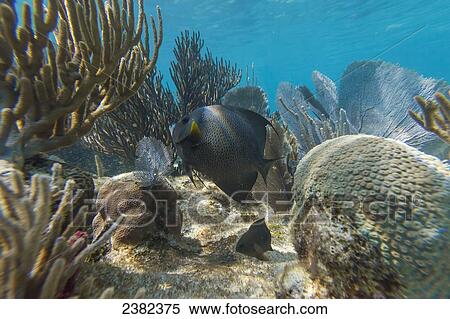 Crystal clear underwater scenes from Laughing Bird Caye National Park; Belize View Large Photo Image Stock Photography - Crystal clear underwater scenes from Laughing Bird Caye National Park; Belize. Fotosearch