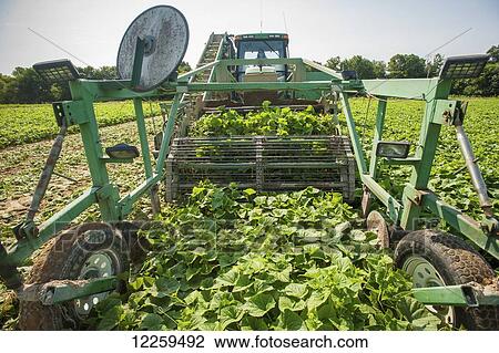 Stock Image - Cucumber harvest; Preston, Maryland, United States of America. Fotosearch