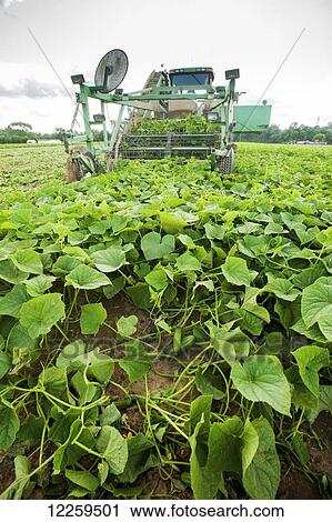 Cucumber harvest; Preston, Maryland, United States of America View Large Photo Image Stock Image - Cucumber harvest; Preston, Maryland, United States of America. Fotosearch