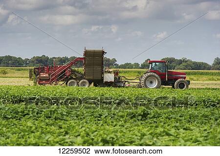 Stock Image - Cucumber harvest; Preston, Maryland, United States of America. Fotosearch