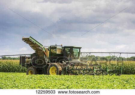 Cucumber harvest; Preston, Maryland, United States of America View Large Photo Image Stock Image - Cucumber harvest; Preston, Maryland, United States of America. Fotosearch