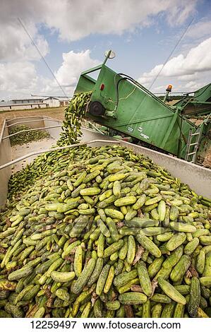 Cucumber harvest; Preston, Maryland, United States of America View Large Photo Image Stock Photo - Cucumber harvest; Preston, Maryland, United States of America. Fotosearch