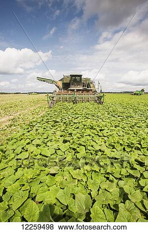 Cucumber harvest; Preston, Maryland, United States of America View Large Photo Image Stock Photo - Cucumber harvest; Preston, Maryland, United States of America. Fotosearch