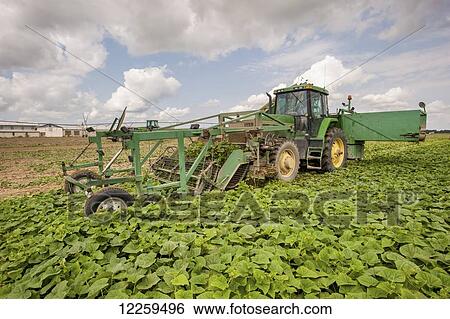 Stock Photograph - Cucumber harvest; Preston, Maryland, United States of America. Fotosearch