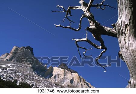 Stock Photograph - Cuernos Del Paine Mountains And Tree, Torres Del Paine National Park, Patagonia, Chile (C) Sue Carpenter/Axiom. Fotosearch