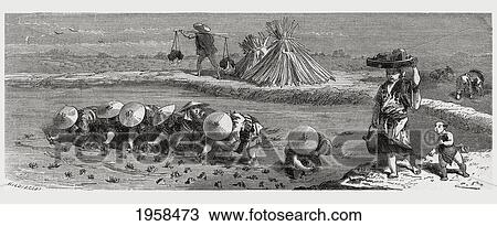 Stock Image - Cultivation Of Rice In Japan In The 19Th Century. From El Mundo En La Mano Published 1875.. Fotosearch