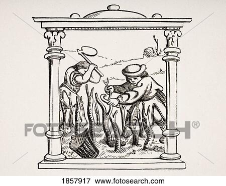Stock Photo - Culture Of The Vine. 19Th Century Reproduction Of Miniature In 16Th Century Prayer Book Calendar. Fotosearch