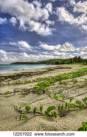 Cumulus clouds over Dickenson Bay; St. John's, Antigua, West Indies View Large Photo Image Stock Image - Cumulus clouds over Dickenson Bay; St. John's, Antigua, West Indies. Fotosearch