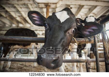 Curious cow in barn; Honesdale, Pennsylvania, United States of America View Large Photo Image Stock Image - Curious cow in barn; Honesdale, Pennsylvania, United States of America. Fotosearch