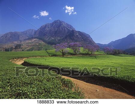 Curved Dirt Road On Tea Estate Beneath Mt Mulanje View Large Photo Image Stock Image - Curved Dirt Road On Tea Estate Beneath Mt Mulanje. Fotosearch