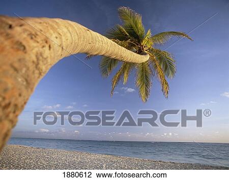 Stock Image - Curved Palm Tree Above Bavaro Beach At Dawn. Fotosearch