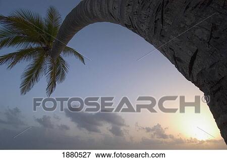 Stock Photo - Curved Palm Tree At Sunset. Fotosearch
