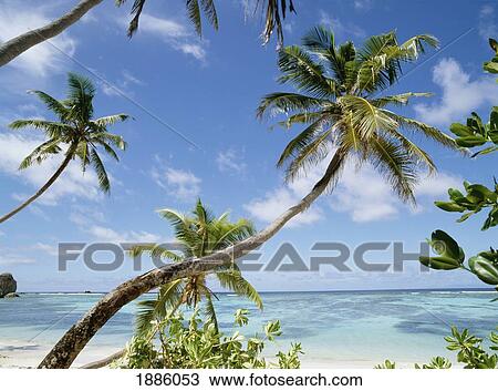 Curved Palm Tree Over White Sand Beach View Large Photo Image Stock Image - Curved Palm Tree Over White Sand Beach. Fotosearch