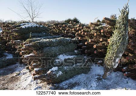 Cut trees in a pile at a Christmas tree farm; Minnesota, United States of America View Large Photo Image Stock Image - Cut trees in a pile at a Christmas tree farm; Minnesota, United States of America. Fotosearch
