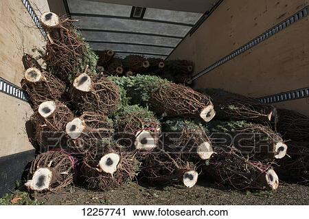 Cut trees in a pile at a Christmas tree farm loaded in a truck for transport; Minnesota, United States of America View Large Photo Image Stock Image - Cut trees in a pile at a Christmas tree farm loaded in a truck for transport; Minnesota, United States of America. Fotosearch