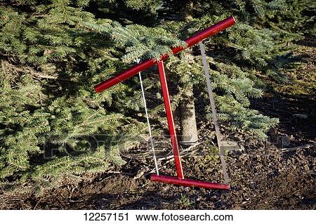Stock Image - Cutting a fresh Christmas tree; Chilliwack, British Columbia, Canada. Fotosearch