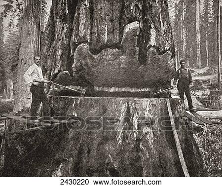 Stock Image - Cutting down a giant California Redwood tree in the late 19th century. From The Strand Magazine published 1897.. Fotosearch