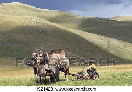 Stock Image - Cutting Hay On The Steppe With Camels ÃƒÆ’Ã‚Â¡. Fotosearch