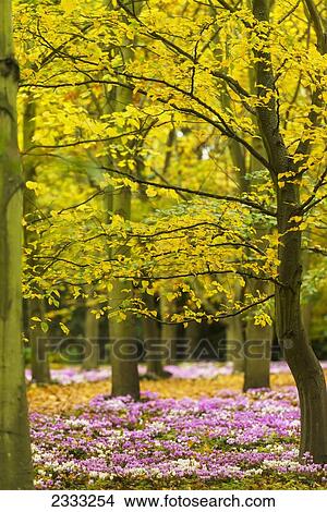 Picture - Cyclamen Flowers In Bloom Beneath Beech Trees; Anglesey Abbey, Cambridgeshire, England, Uk. Fotosearch