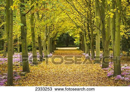 Cyclamen Flowers In Bloom Beside Avenue Of Beech Trees; Anglesey Abbey, Cambridgeshire, United Kingdom View Large Photo Image Stock Image - Cyclamen Flowers In Bloom Beside Avenue Of Beech Trees; Anglesey Abbey, Cambridgeshire, United Kingdom. Fotosearch
